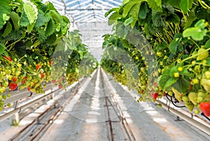 Overview of ripening strawberries grown without soil in modern D