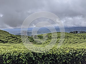 Overview of Tea Gardens Pagar Alam South Sumatera photo