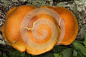 Overview of two golden mushrooms - Gymnopilus suberis