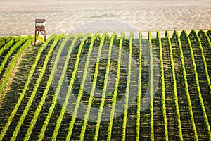 Overview of vineyard in Palava, photo