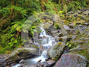 Overview of Waterfall in temperate New zealand rain forest