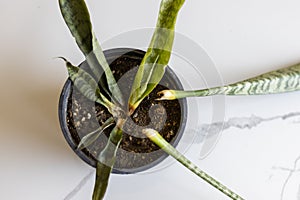 Overwater snakeplant in a pot high angle view photo
