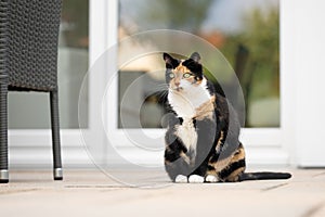 overweight calico cat sitting on patio outdoors observing