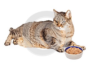 Overweight Cat With Bowl of Food