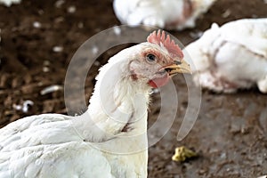 A overweight chicken panting in an indoor farm. A white broiler chicken pants on a hot, summer day