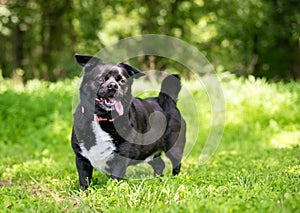 An overweight Chihuahua mixed breed dog with