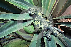 Overweight gila monster on cactus