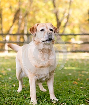 An overweight Labrador Retriever mixed breed dog