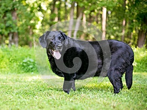 An overweight Labrador Retriever mixed breed dog