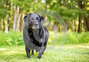 An overweight Labrador Retriever mixed breed dog