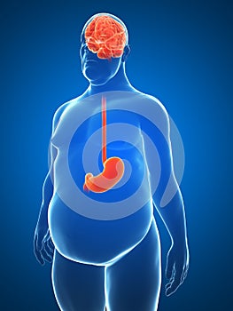 Overweight male - brain