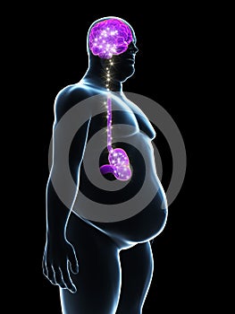 Overweight male - brain