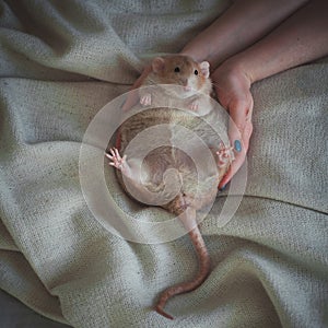 Very fat red rat at home on a table photo