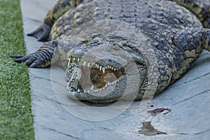 Overweight Sleeping Alligator