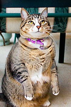 Overweight tabby cat