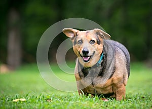 An overweight Welsh Corgi mixed breed dog