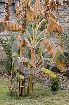 Overwinter banana plants in cold temperature