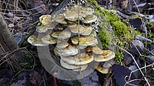 Overwintered mushrooms on a tree among old branches and moss