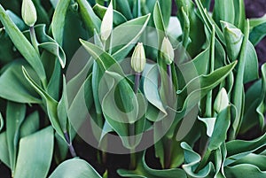 Overwintered tulips with buds ready to bloom in spring garden