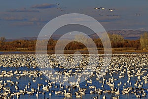 Overwintering snow geese flock in New Mexico