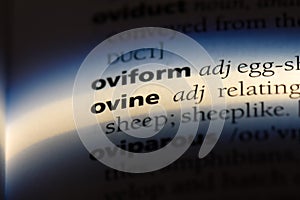 ovine