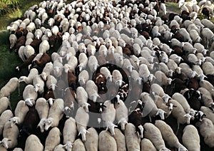 Ovine cattle breeding. The inside the flock of sheep, seen from above. Ruminant domestic mammalia.