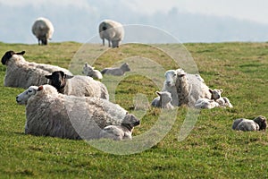 An Ovine family, resting in the Downs