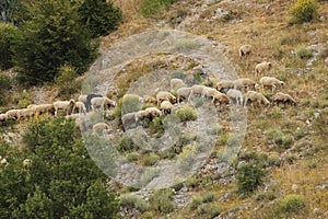 Ovine mountain transhumance