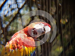 red macaw in a zoo photo