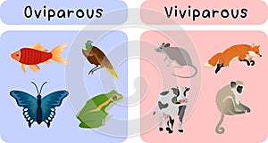 oviparous animals and viviparous animal groups classified