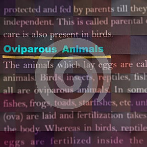 oviparous animals wildlife related terminology displayed on abstract background photo