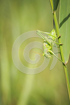 Ovipositor female Great Green Bush-cricket, Tettigonia viridissima