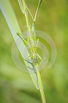 Ovipositor female Great Green Bush-cricket, Tettigonia viridissima