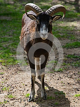 European Mouflon - Ovis orientalis musimon, beautiful primitive sheep photo