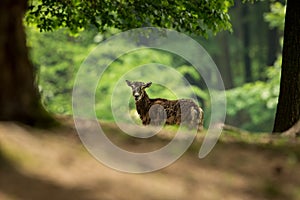 Ovis musimon. Photographed in the Czech Republic. Beautiful nature of the Czech Republic.