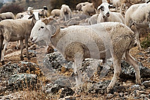 Ovis orientalis aries - The sheep is a domestic quadruped mammal.