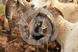 Ovis orientalis aries - The sheep is a domestic quadruped mammal.