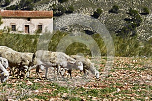 Ovis orientalis aries - The sheep is a domestic quadruped mammal.