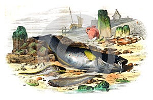 The ovoviviparous blenny the trench lives the gade cod, vintage engraving