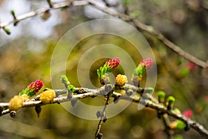 Ovulate cones and pollen cones of larch tree in spring