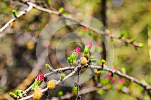 Ovulate cones and pollen cones of larch tree in spring