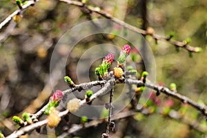 Ovulate cones and pollen cones of larch tree in spring photo