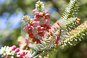 Ovulate cones (strobiles) of larch tree, spring photo