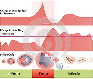 Ovulation chart