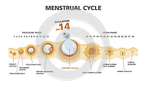 Ovulation chart. Female menstrual cycle