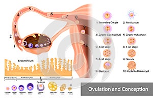 Ovulation and Conception Implantation. Fertilization and Development of a human embryo