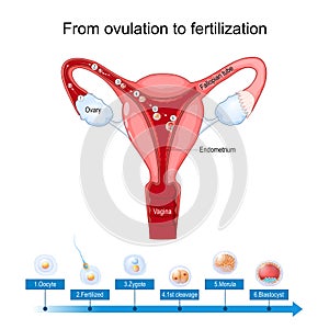 Ovulation fertilization and implantation