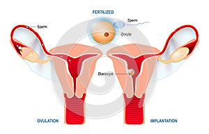 Ovulation, fertilization, implantation of blastocyst in the uterine wall