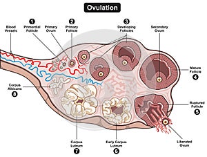 Ovulation of human female reproductive system infographic diagram