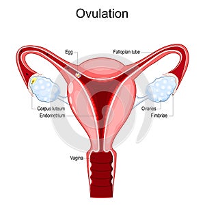 Ovulation. Human uterus with Vagina, Corpus luteum, Fallopian tube,  endometrium